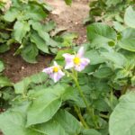 園芸活動（トマトの花）