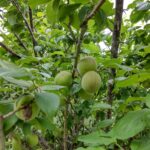 園芸活動（梅の木）