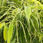 園芸活動（栗の花）