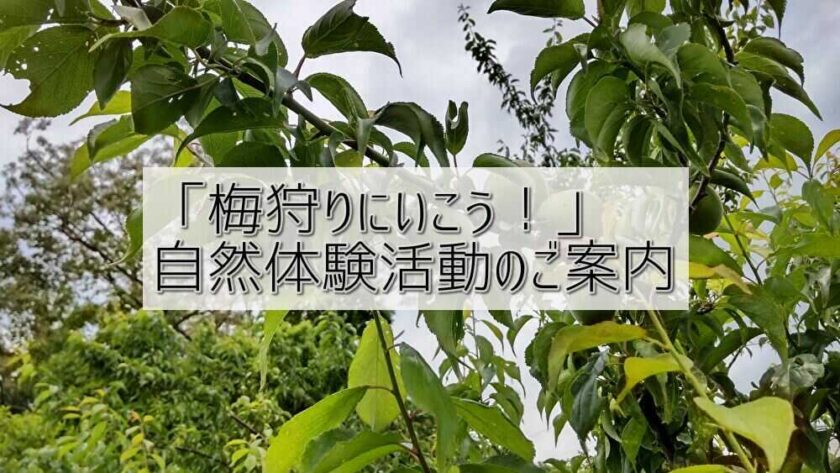 「梅狩り」にいこう！自然体験活動のご案内