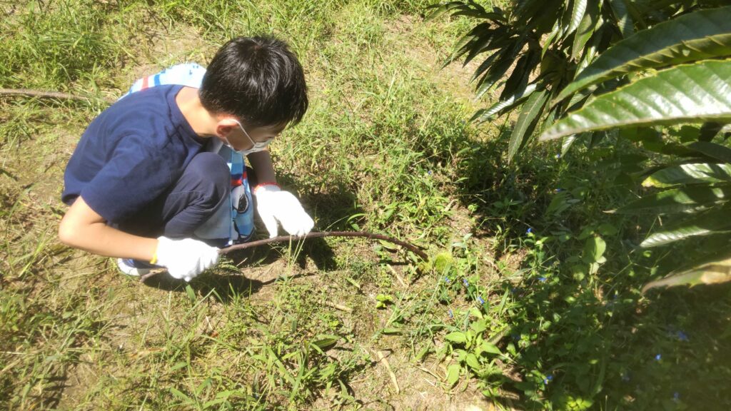 栗拾い体験の様子