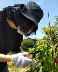 栗拾い体験の様子