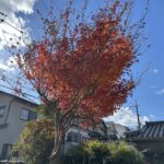ASTEP LABO シンボルの紅葉